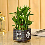 Father's Day Special Bamboo Plant