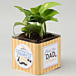Money Plant For Dad