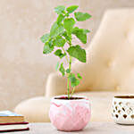 Kapoor Tulsi Plant In Pink Ceramic Pot