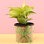 Money Plant With Designer Rakhis Combo
