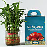 Set Of 5 Rakhis With Gulab Jamun & Bamboo Plant