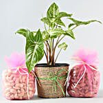 Syngonium Plant Raksha Bandhan Combo