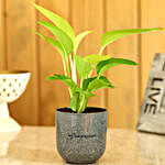 Money Plant In Melamine Pot