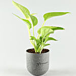 Money Plant In Melamine Pot