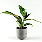 Red Philodendron Plant In Melamine Pot