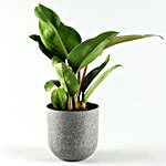 Red Philodendron Plant In Melamine Pot