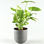 Syngonium Plant In Melamine Pot