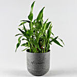 Two Layer Lucky Bamboo Plant In Melamine Pot