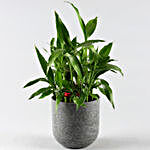 Two Layer Lucky Bamboo Plant In Melamine Pot