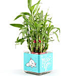 Two Layer Bamboo Plant In Miss You Vase