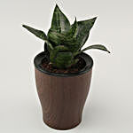 Green Sansevieria In Line Wood Pot