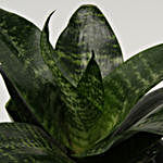 Green Sansevieria In Line Wood Pot