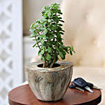Jade Plant In Stone Wood Finish Pot