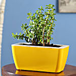 Jade Plant In Yellow UV Pot