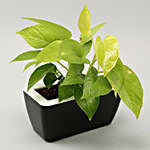 Money Plant In Black UV Pot