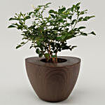 Murraya Plant In Wenge Wood Pot