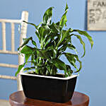 Peace Lily Plant Duo In Black UV Pot