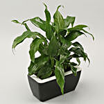 Peace Lily Plant Duo In Black UV Pot