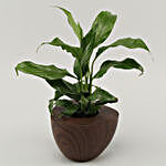 Peace Lily Plant In Wenge Wood Finish Pot