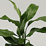 Peace Lily Plant In Wenge Wood Finish Pot