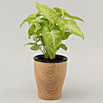 Syngonium Plant In Line Wood Pot