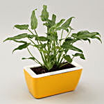 Xanadu Plant Duo In Yellow UV Pot