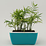 Chamaedorea Plant Duo In UV Pot