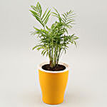 Chamaedorea Plant In Yellow UV Pot