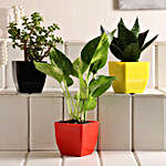 Jade, Money & Sansevieria Plant Set