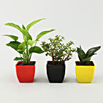 Jade, Money & Sansevieria Plant Set