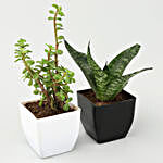 Jade & Sansevieria Plant Set