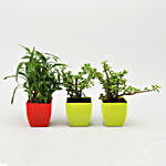 Lucky Bamboo & Jade Plant Set