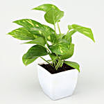 Money Plant White Pot Combo
