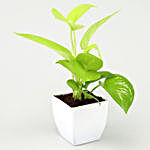 Money Plant White Pot Combo