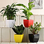 Sansevieria, Bamboo, Jade & Money Plant Set