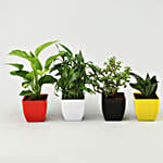 Sansevieria, Bamboo, Jade & Money Plant Set