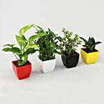 Sansevieria, Bamboo, Jade & Money Plant Set