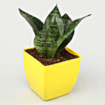 Sansevieria, Bamboo, Jade & Money Plant Set