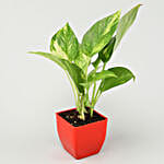 Sansevieria, Bamboo, Jade & Money Plant Set