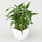 Sansevieria, Bamboo, Jade & Money Plant Set