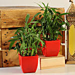 2 Layer Bamboo Plant Red Pot Combo