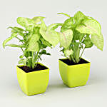 Syngonium Plant Green Pot Combo