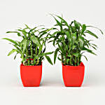 2 Layer Bamboo Plant Red Pot Combo