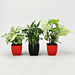 2 Layer Bamboo & Syngonium Plant Set