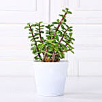 Jade, Sansevieria, Bamboo & Syngonium Plant Set