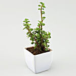 Sansevieria & Jade Plant Set