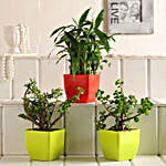 2 Layer Bamboo & Jade Plant Set