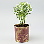 Aralia Plant In Designer Metal Pot