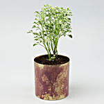Aralia Plant In Designer Metal Pot