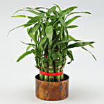 Bamboo Plant In Metal Pot
